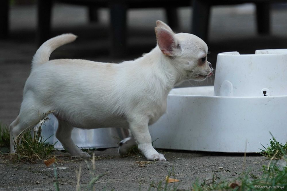 Chihuahua suczka krókowłosa. Rodowód fci