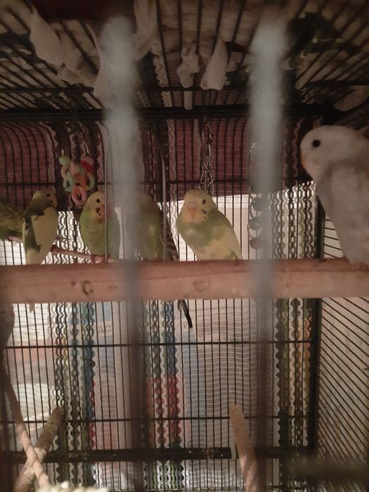 Sprzedam papugi faliste