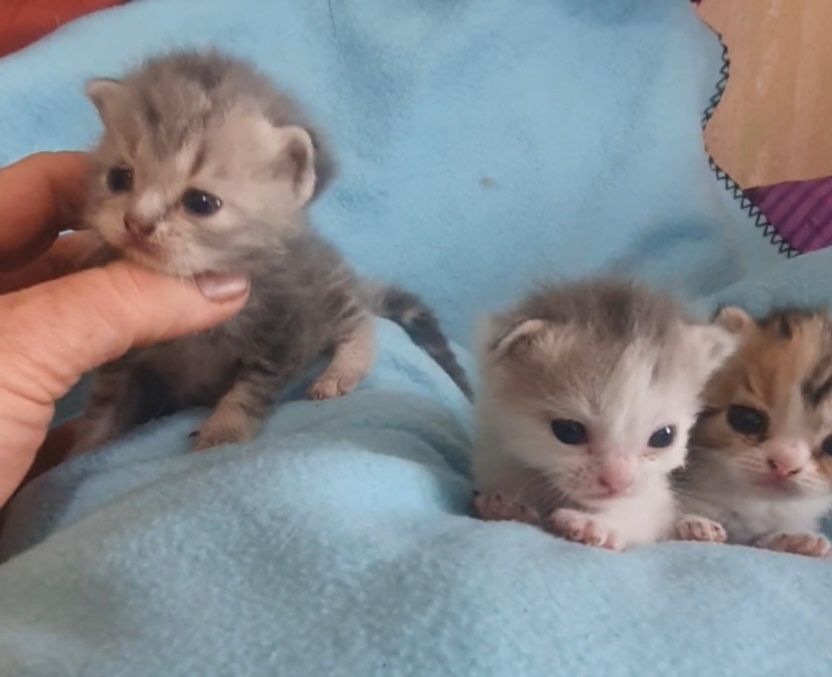 Котята неспешно ищут новый дом