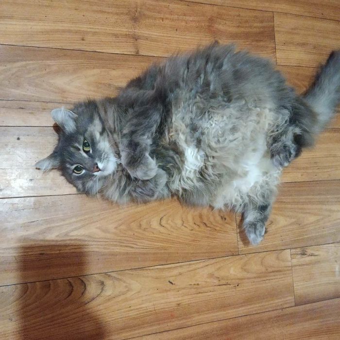 Отдам кошечку в хорошие руки