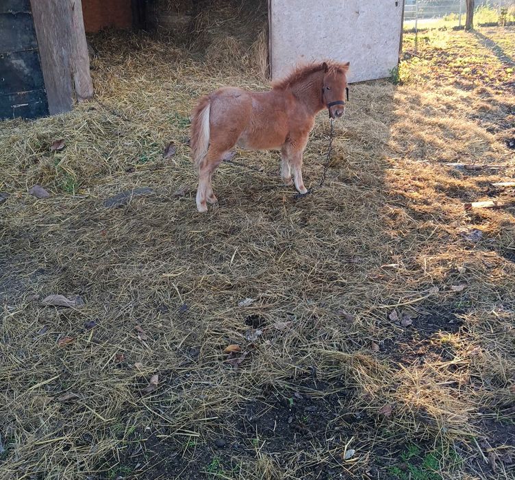 Sprzedam kuca źrebica
