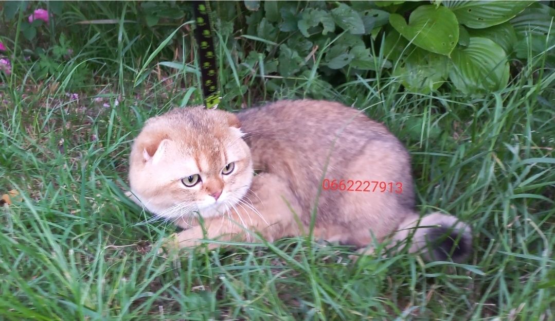 В'язка Scottish Fold