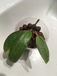 Hoya wibergiae (long leaves?), kolekcjonerska hoja - rosnąca roślina