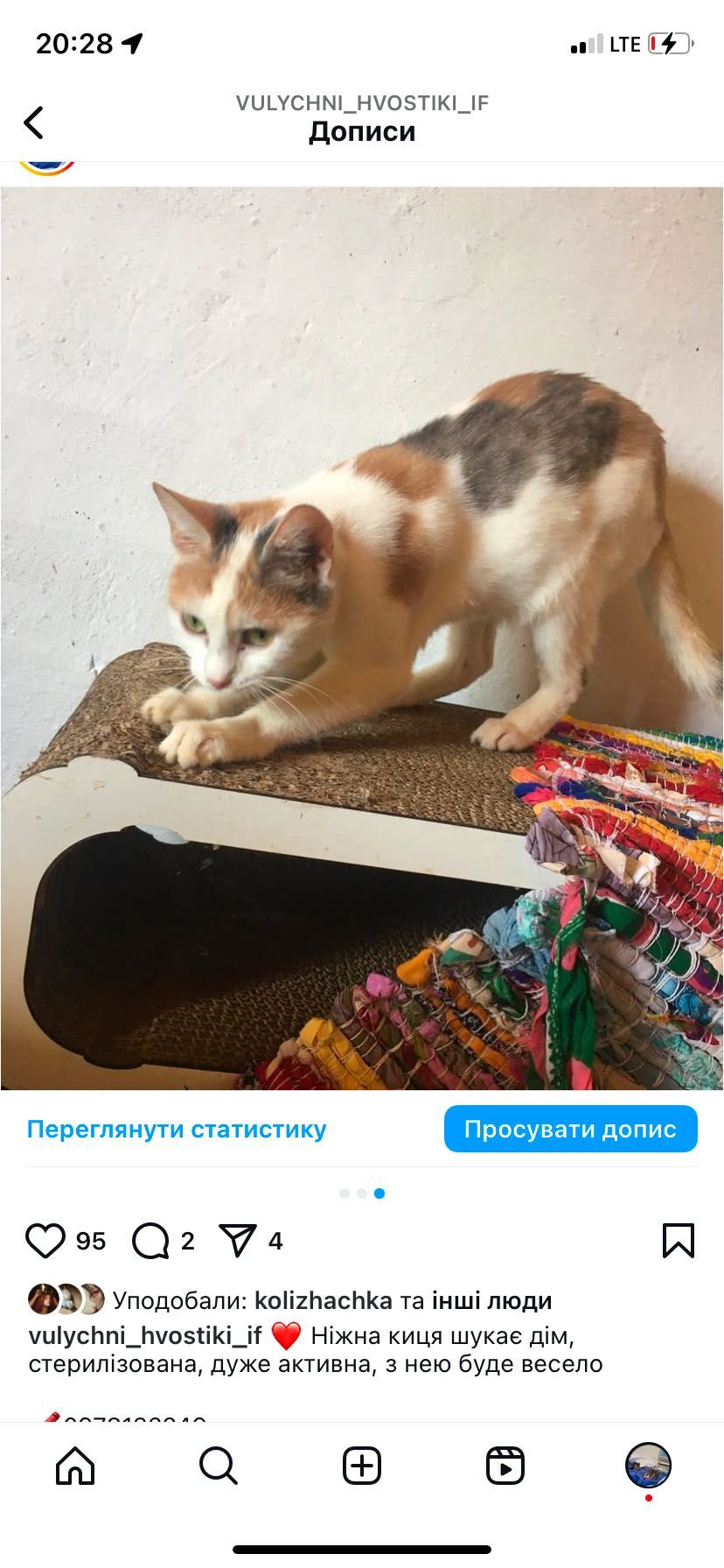 Стерилізована триколірна киця