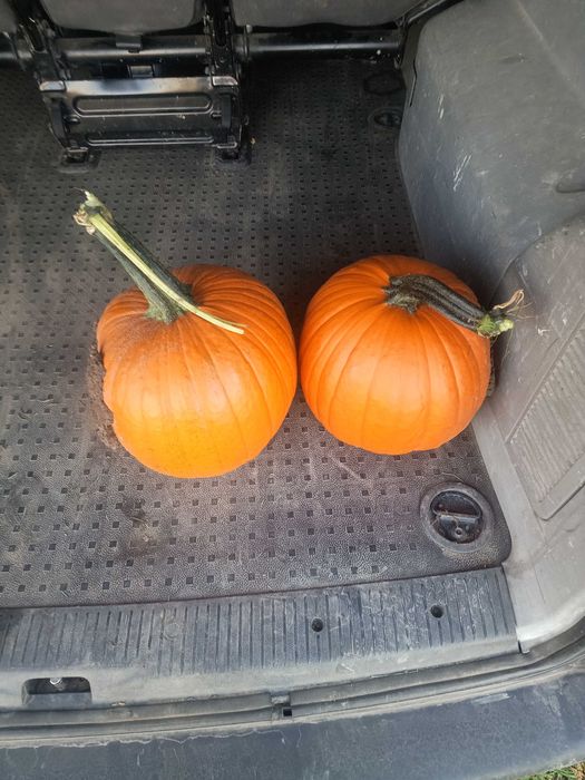 Dynia halloween  -