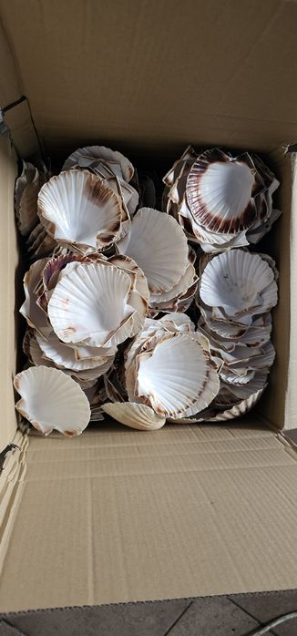 Muszle małże Św. Jakuba