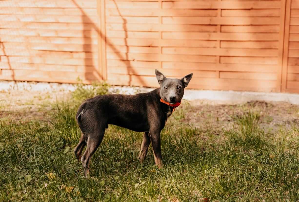 Jestem Cygi, proszę nie omijaj mnie... Adoptujesz?