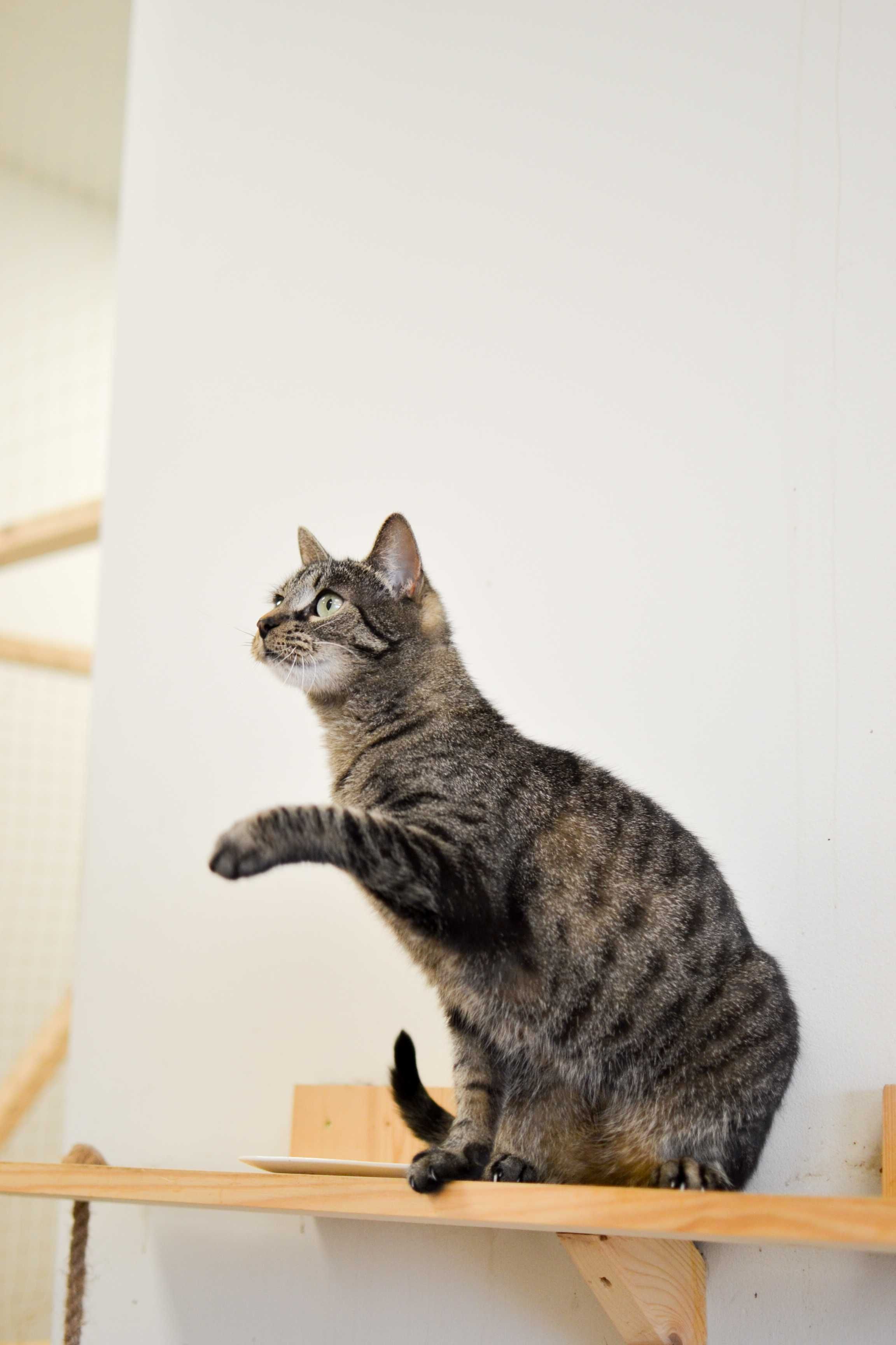 Lena - niezwykle przyjazna i łagodna kotka do adopcji!