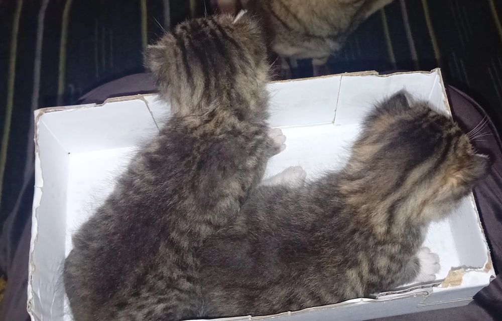 Małe kociaki szukają domu