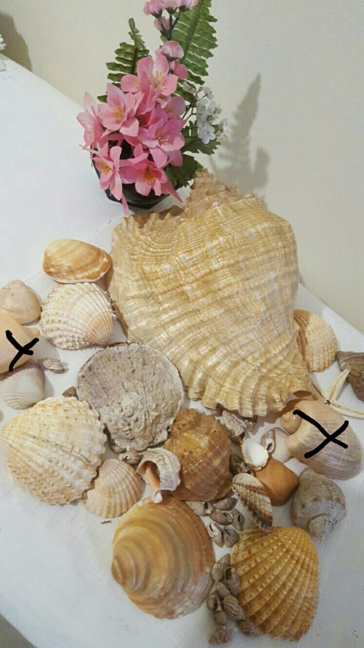 Морские ракушки для декора,для оформления аквариума