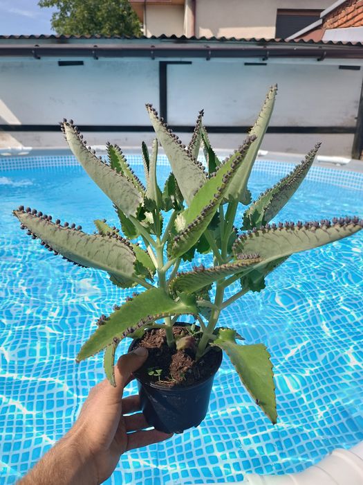 Żyworódka diagremonta