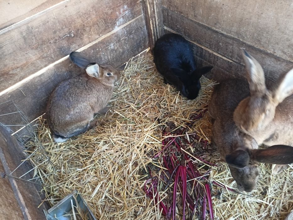 Młode Króliki mieszańce