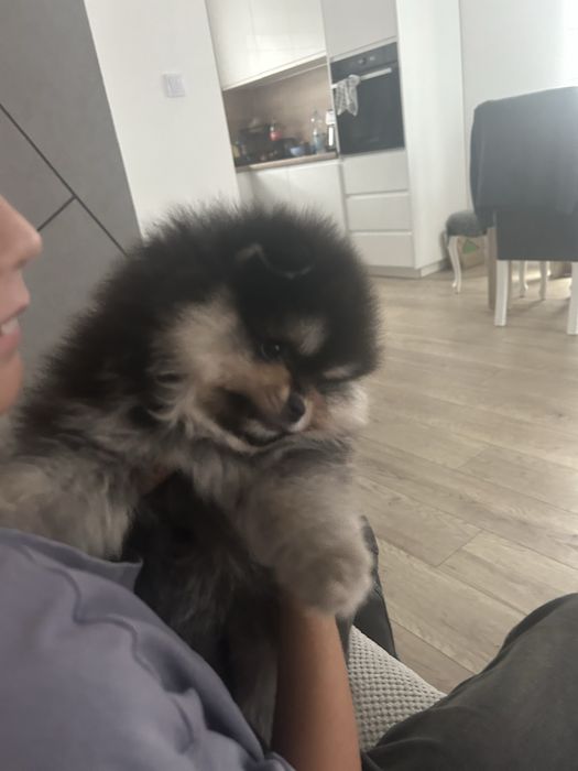 Szpic miniaturowy- pomeranian