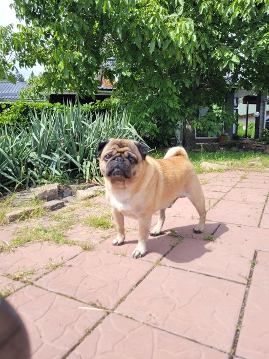 Мопс Тедді для вязки