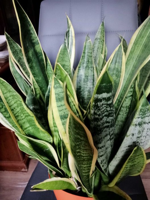 Duza  sansevieria