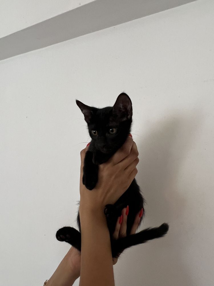 Gatinhos bebés pretos