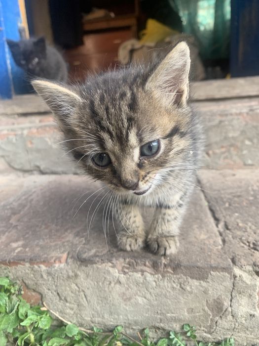Котики безкоштовно! Красиві! Добрі!