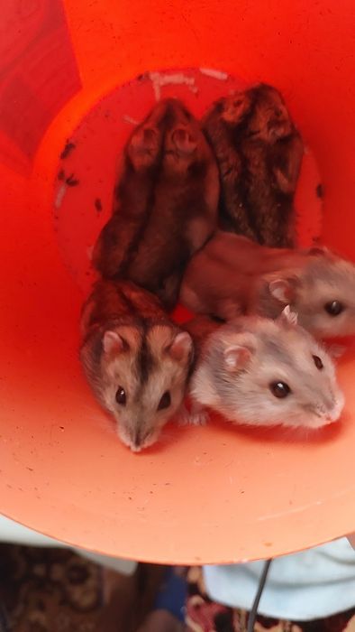 Хомячки джунгарики