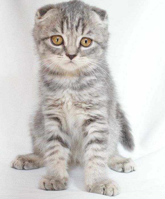 Шотландска красуня Бірка