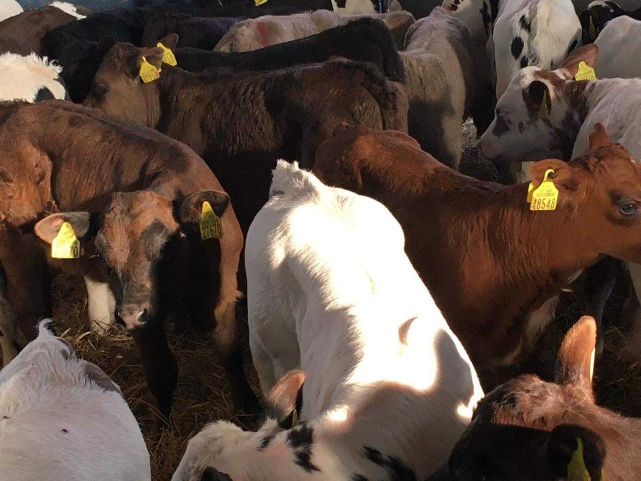 sprzedam cielaki mięsne