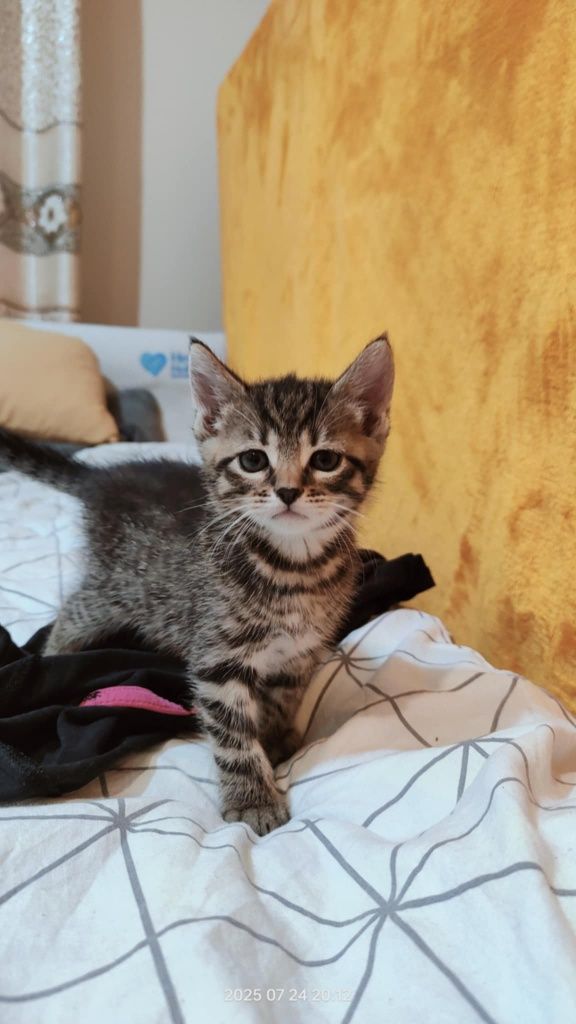 Kotki do adopcji