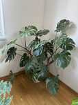Monstera duża i mniejsza