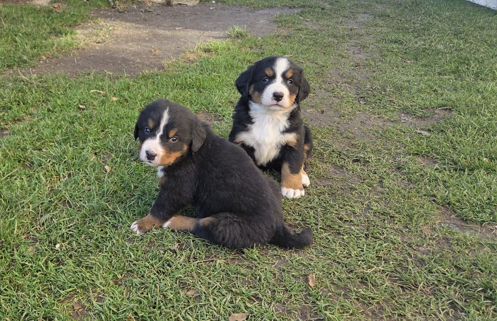 Berneński pieski pasterski