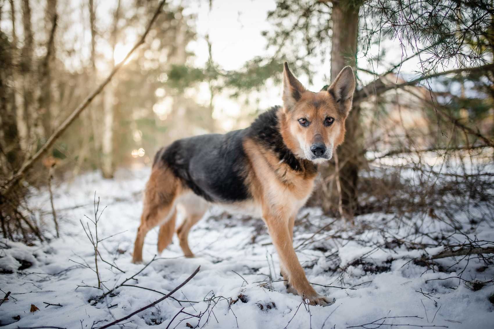 Mądra i piękna sunia szuka domu !! Do adopcji !!