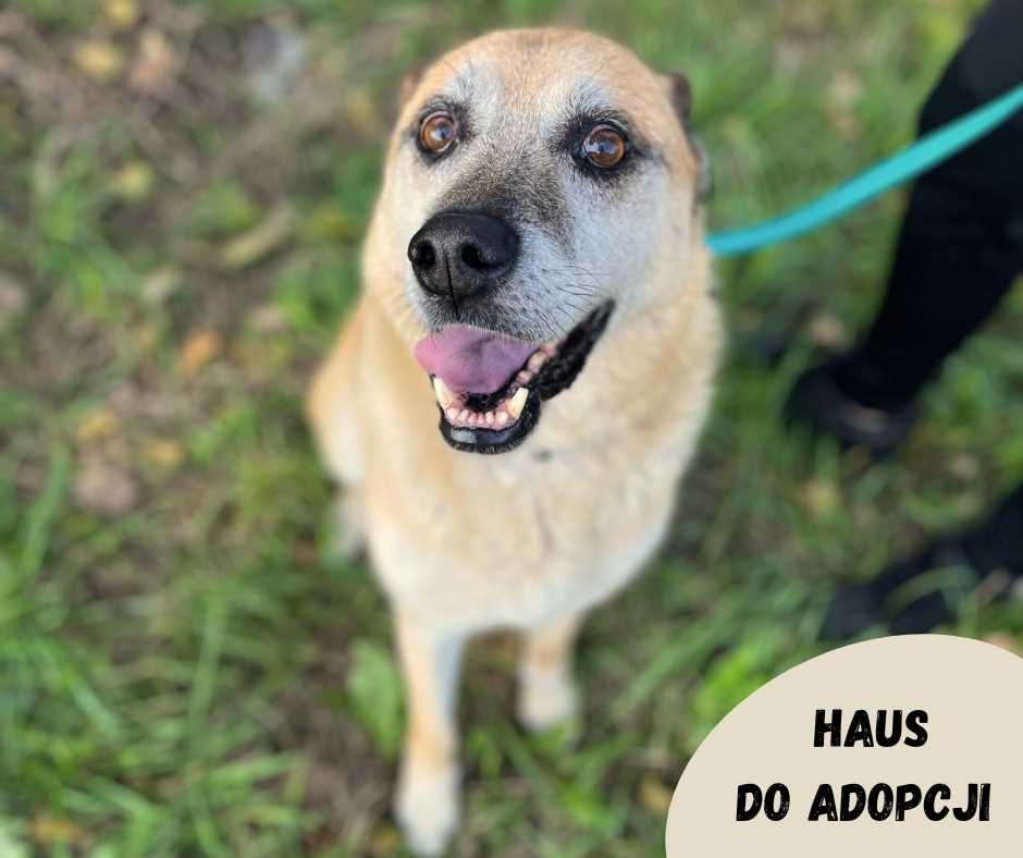 Wesoły Haus do adopcji!