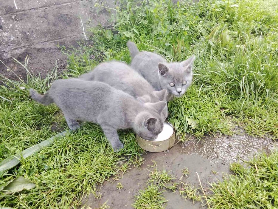 Котенята британці (хлопчики та дівчатка)