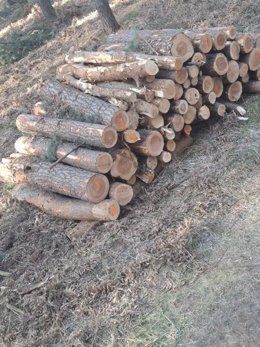 Sprzedam drewno opałowe ze zrębu hubiaste