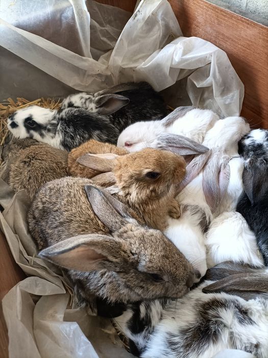 Продам маленьких кроликів