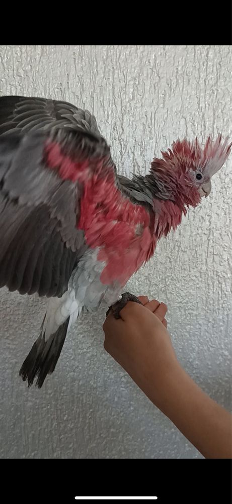 Клітка для какаду
