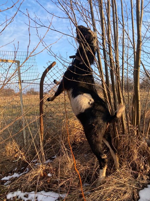 Козел породистий Парування.  Англонубійський 100%  В’язка козлом. Кози
