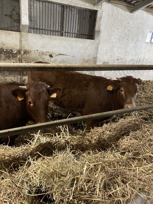 Vitelas fortes com 275 kg peso vivo foram pesadas