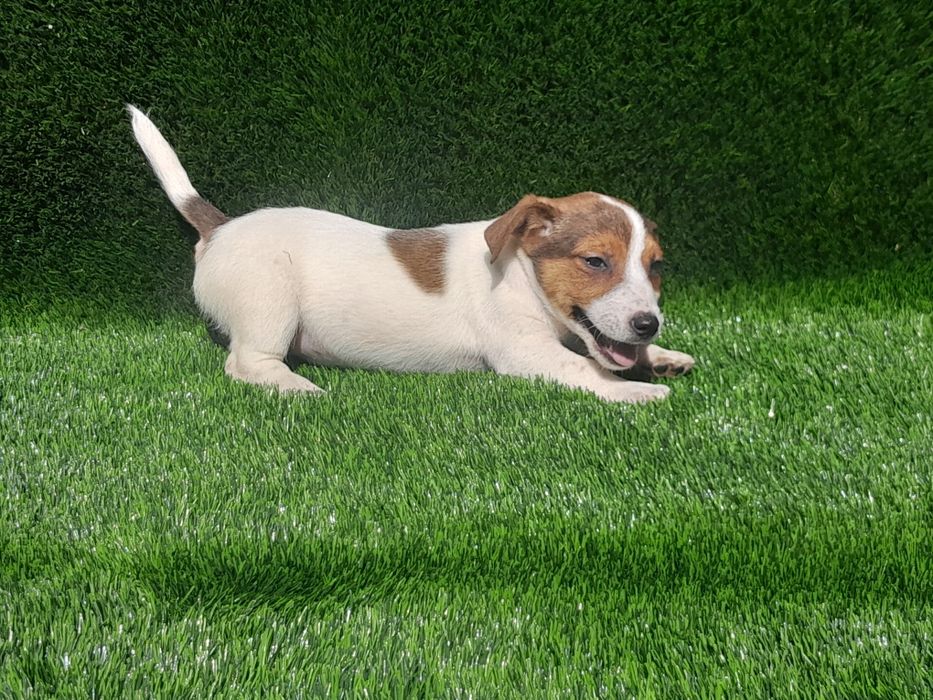 Jack Russell Terrier