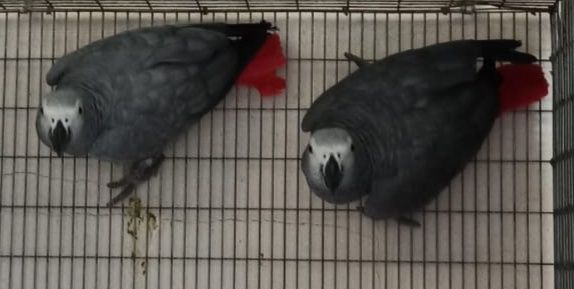 Casal papagaio cinzentos 2020