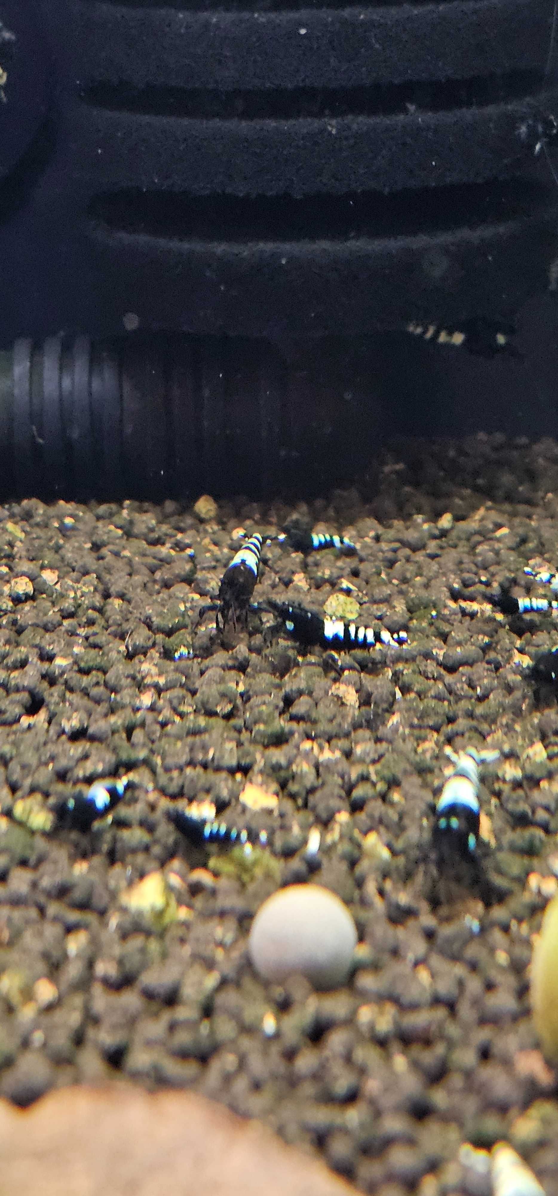 Krewetki Black Pinto 10szt. (Caridina)