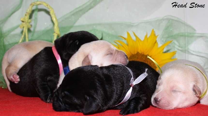 Щенки Лабрадора ретривера