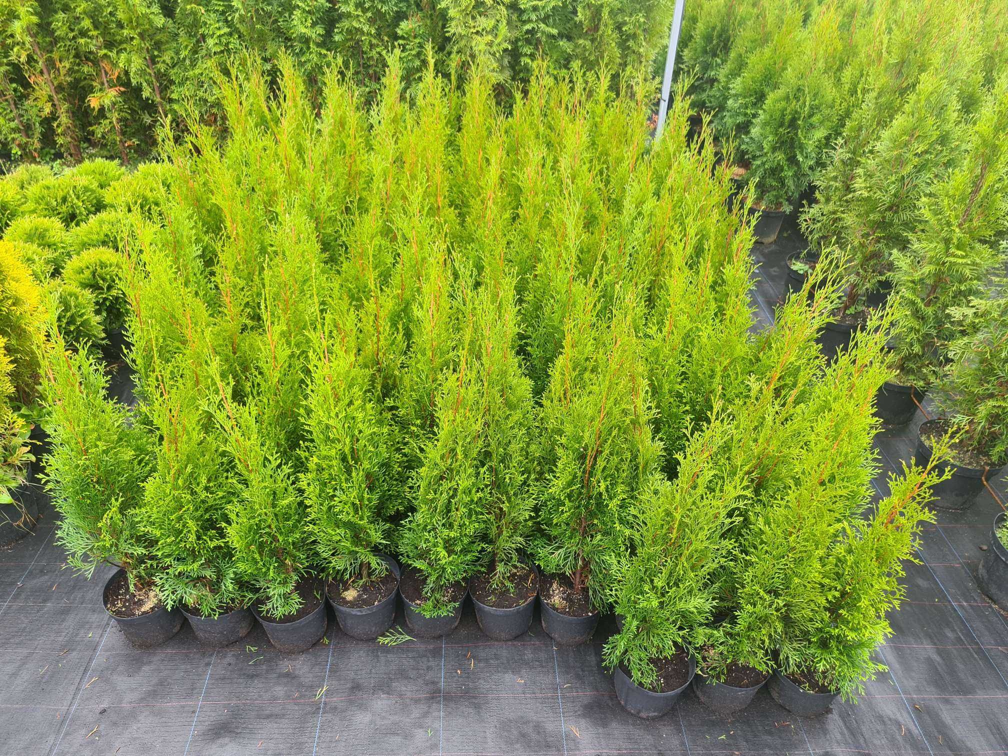 Tuja Szmaragd 80 - 90 cm w Donicy max przyjec Podlaska TANI DOWÓZ