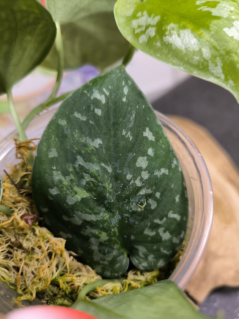 Scindapsus Pictus regress variegata scyndapsus
