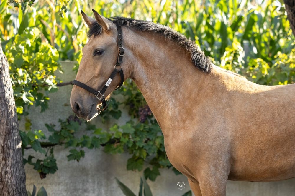 Poldro Puro lusitano