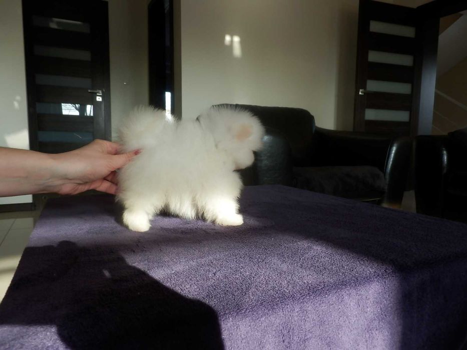 Szpic miniaturowy pomeranian mini SUNIA  biały misio