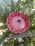 Flores protea várias qualidades