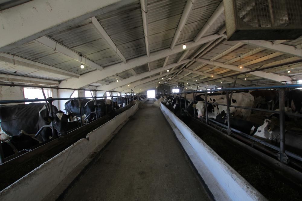 Продаемо Корови корову голштинська порода