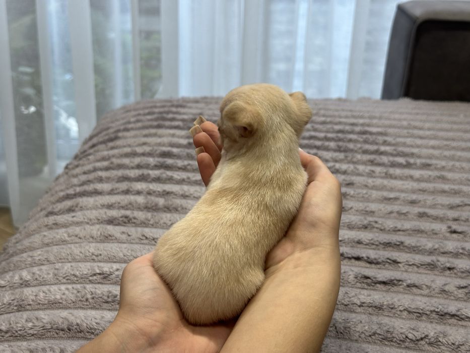 Хлопчики чихуахуа