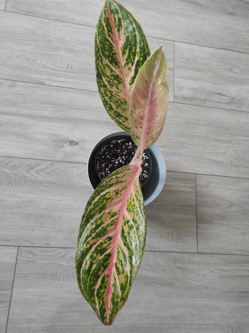 Wyprzedaż rośliny doniczkowe,syngonium,monstery,philodendron,aglaonema