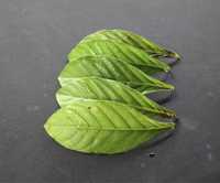 Psychotria Viridis Чакруна лист для вкорінення.