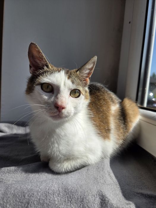 Wykastrowana roczna kotka szuka domu