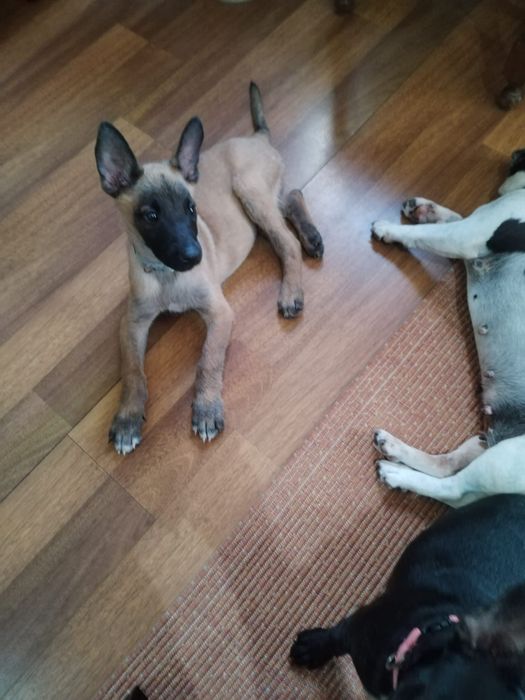 Pastor belga disponível